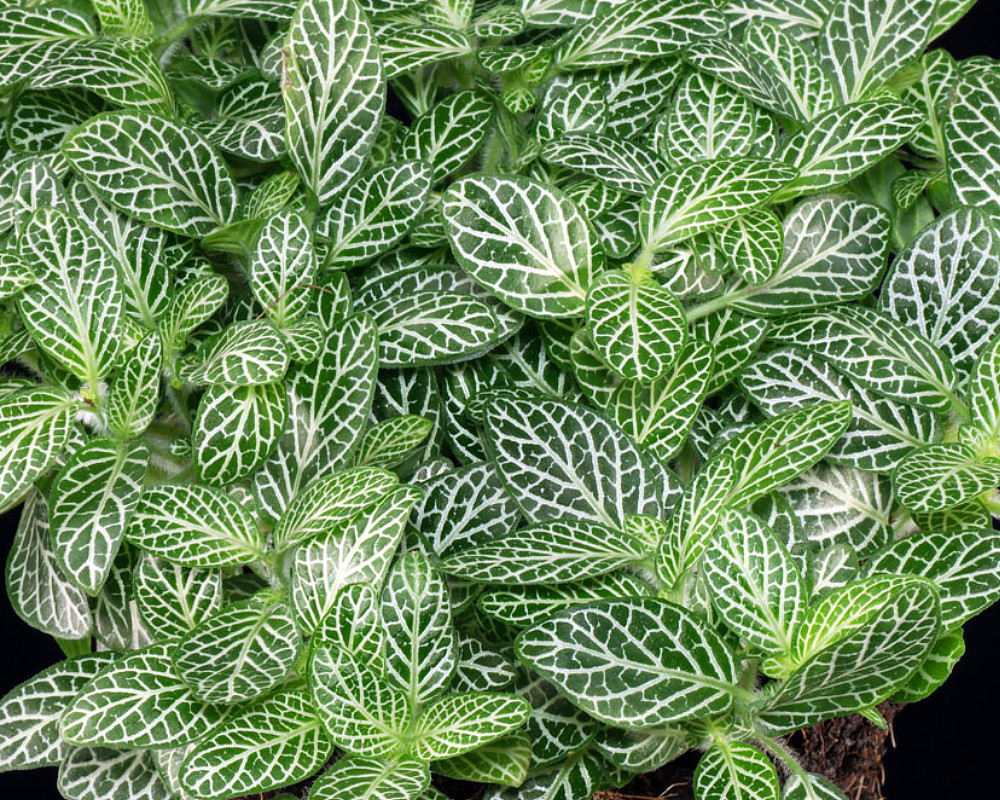 Mini Green & White Nerve Plant - Fittonia verschaffeltii - 2.5" Pot
