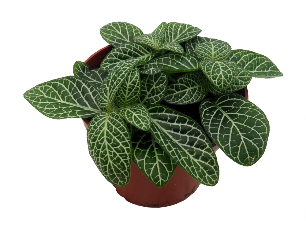 Mini Green & White Nerve Plant - Fittonia verschaffeltii - 2.5" Pot