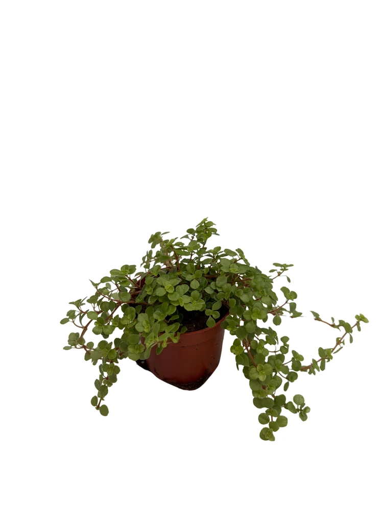 Baby Tears/Tiny Tears - Pilea depressa - 2.5" Pot