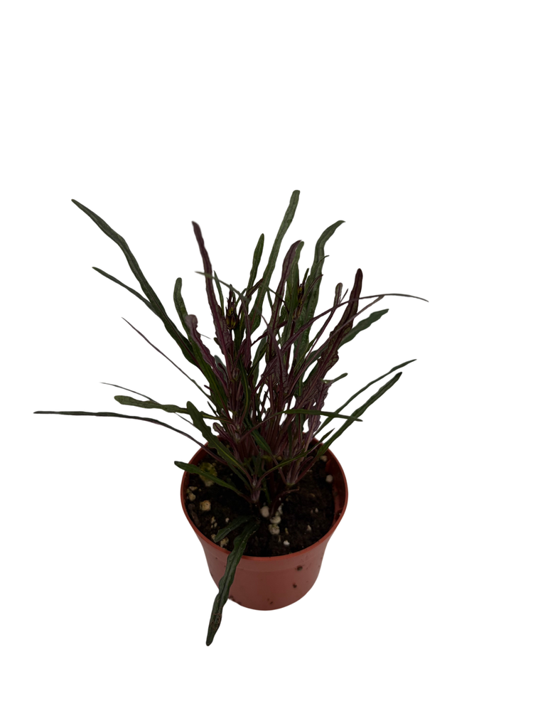 Dragon's Tongue Plant - Hemigraphis - Terrarium/FairyGarden/Houseplant- 2.5" Pot