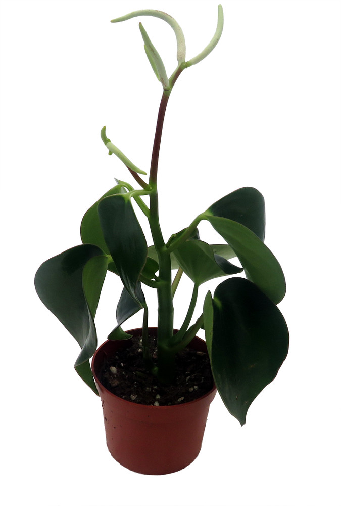 Raindrop Chinese Money Plant -  Peperomia polybotrya - 2.5" Pot