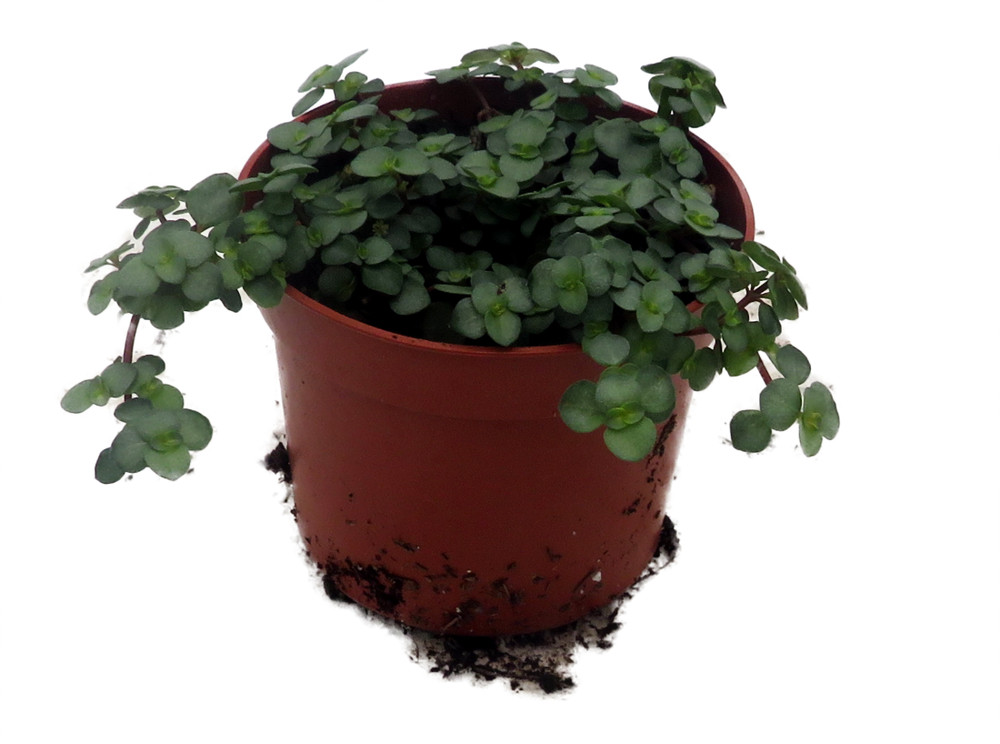 Biblical Job's Tears/Blue Baby Tears - Pilea glauca - 2.5" Pot