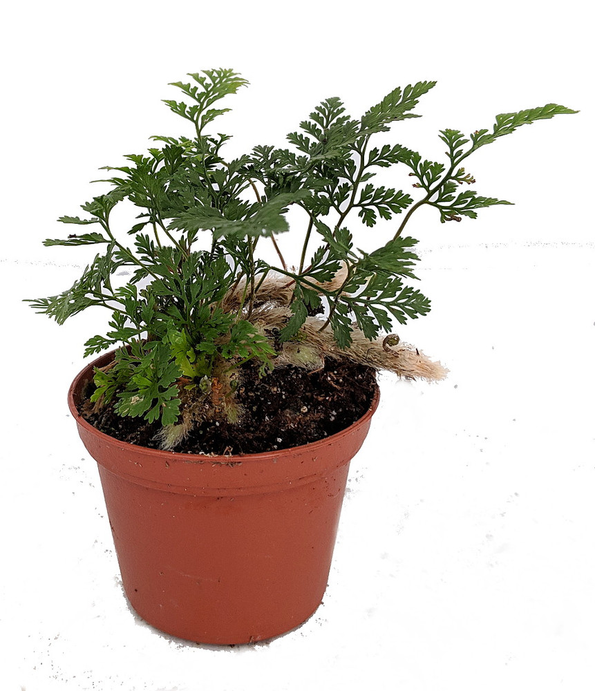 Rabbit's Foot Fern - Davallia - 2.5" Pot - Perfect for Fairy Gardens