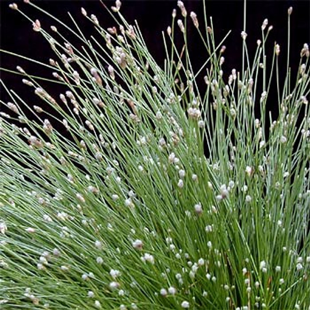 Mini Fiber Optic Grass - Isolepis/Scirpus cernuus - Fairy Garden Plant -2.5" Pot