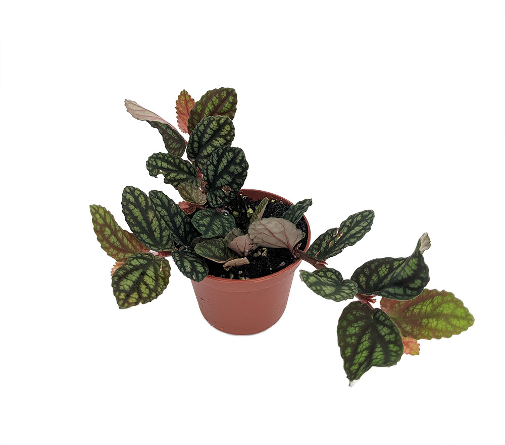 Polynesian Ivy Vine - Pellionia pulchra - 2.5" Pot - Terrarium/House Plant