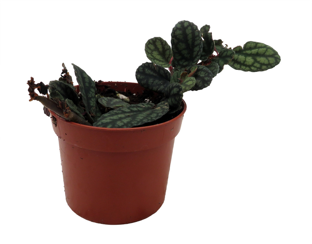 Polynesian Ivy Vine - Pellionia pulchra - 2.5" Pot - Terrarium/House Plant