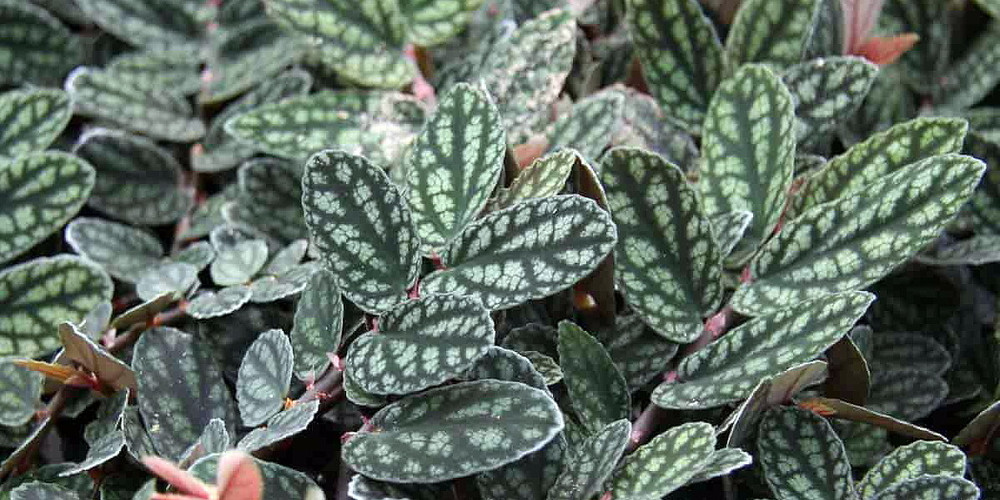 Polynesian Ivy Vine - Pellionia pulchra - 2.5" Pot - Terrarium/House Plant