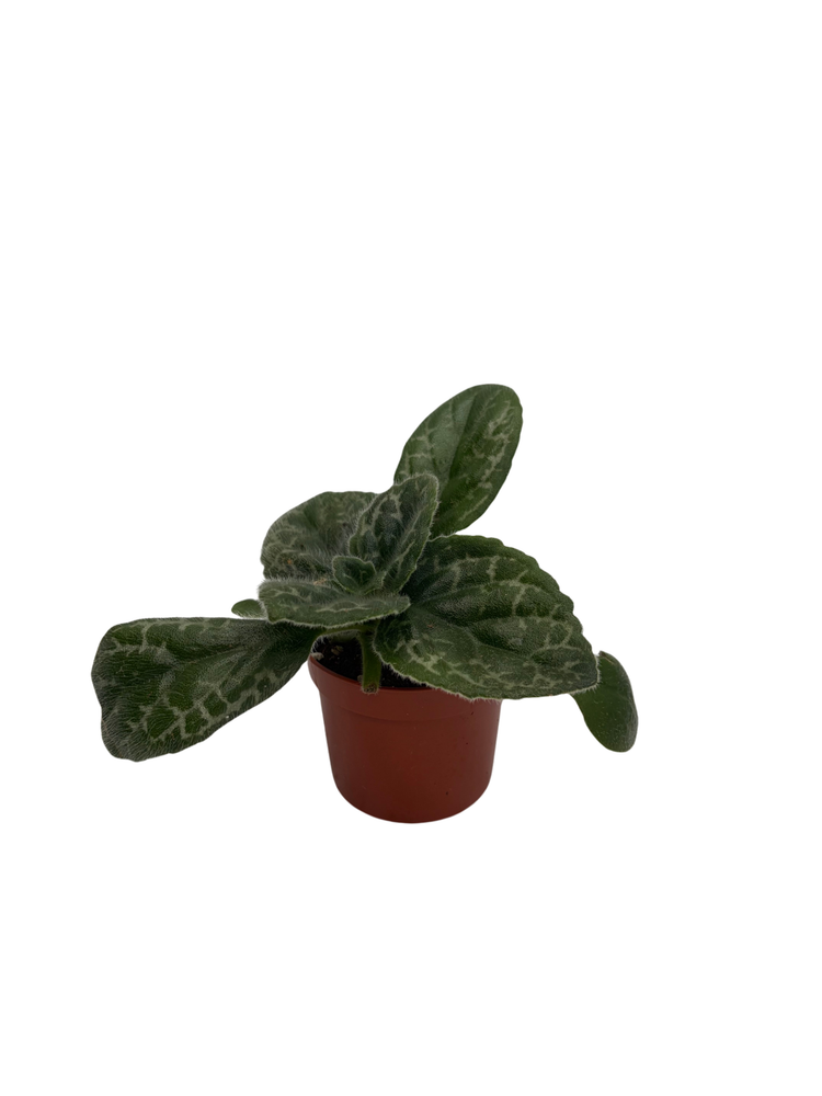 Naine Argente Asian Violet - Primulina - 2.5" Pot - Terrariums/Fairy/House Plant