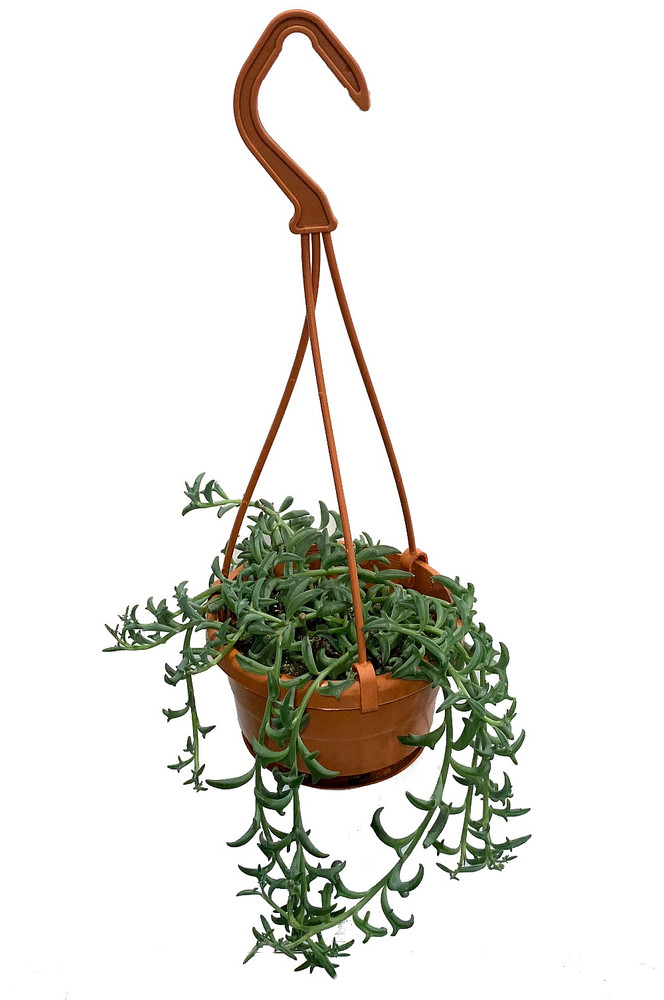 RARE - String of Dolphins Succulent - Senecio peregrinus -4" Mini Hanging Basket