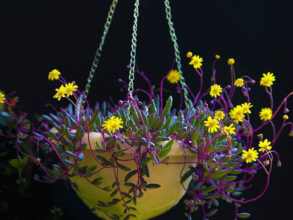 String of Rubies - Othonna capensis - Succulent Plant - 2.5" Pot