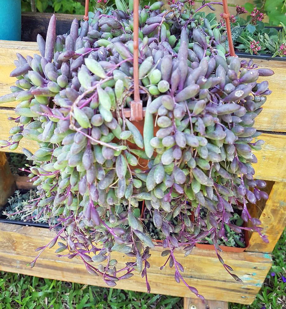 Othonna capensis 'Ruby Necklace' - My Jungle Shack