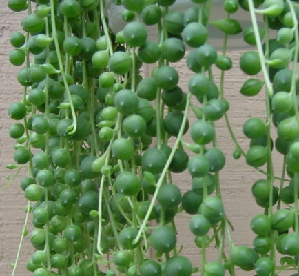 String of Pearls - Senecio - 4" Mini Hanging Pot