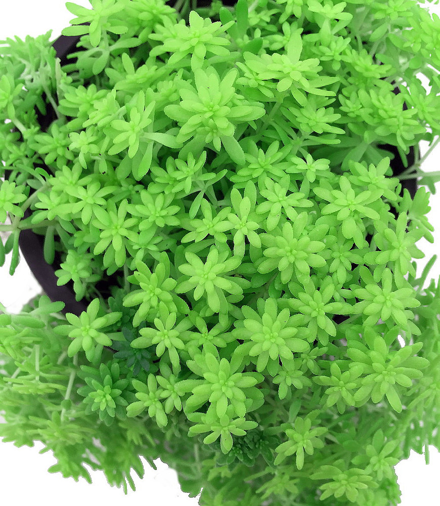 Fine Green Leaf Sedum - Stonecrop - Fairy Garden - Indoors/Out - 2.5" Pot