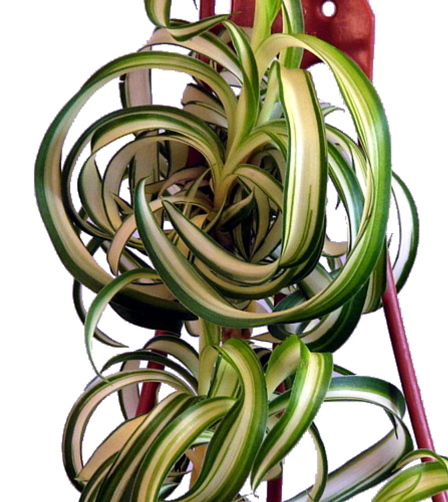 Bonnie Curly Spider Plant - Clean Air Plant - 2.5" Pot