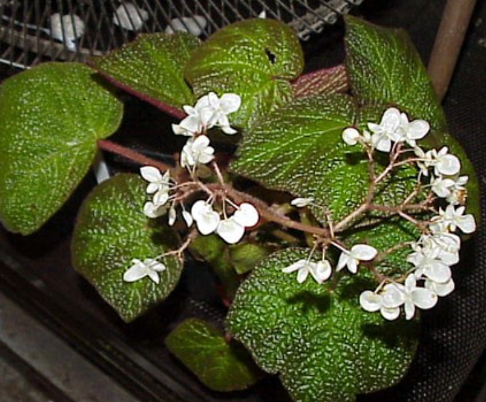 Exotic Morocco Begonia Plant - 3.75" Pot - Large Leaves - Collector's Series