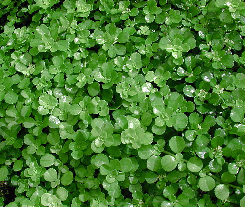 Baby Tears/Tiny Tears - Pilea depressa - 3.7" Pot