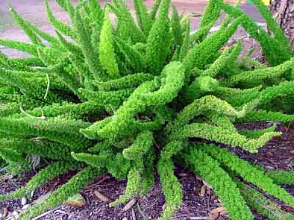 asparagus foxtail fern