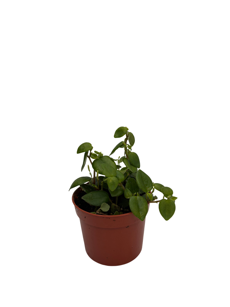Rare PepperSpot Peperomia - 2.5" Pot - Easy House Plant