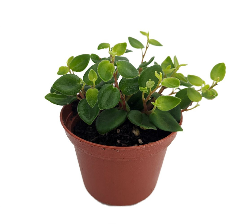 Rare PepperSpot Peperomia - 2.5" Pot - Easy House Plant