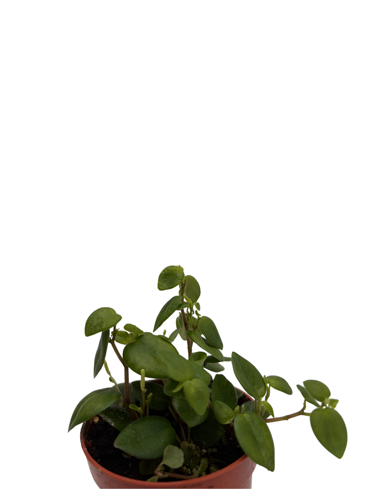 Rare PepperSpot Peperomia - 2.5" Pot - Easy House Plant