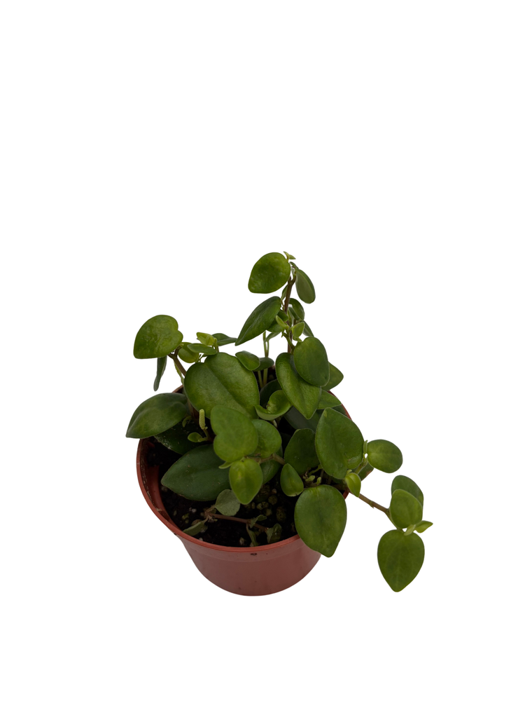 Rare PepperSpot Peperomia - 2.5" Pot - Easy House Plant