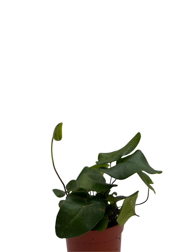 Rare Floating Heart Fern - Hemionitis arifolia - 2.5" Pot