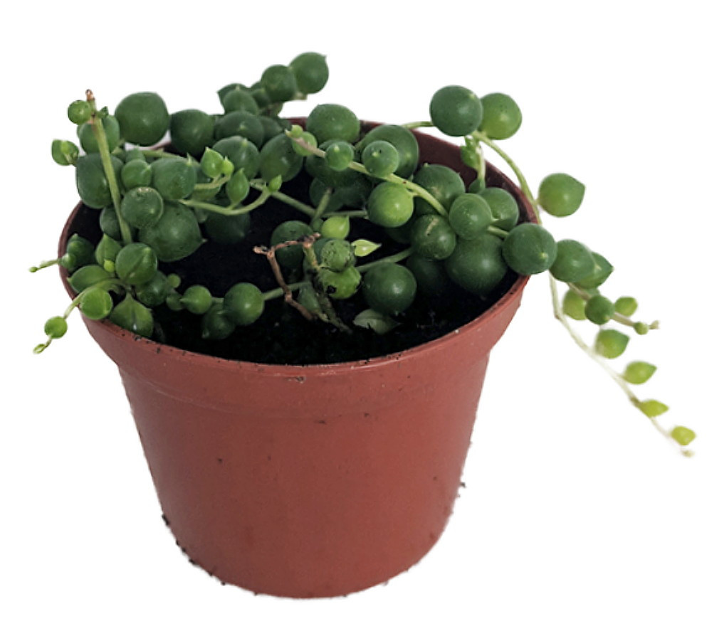 String of Pearls - Senecio rowleyanus - 3.75"