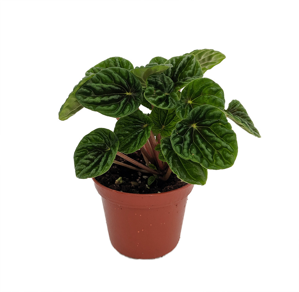 Little Fantasy Peperomia caperata - 2.5" Pot - Easy to Grow House Plant