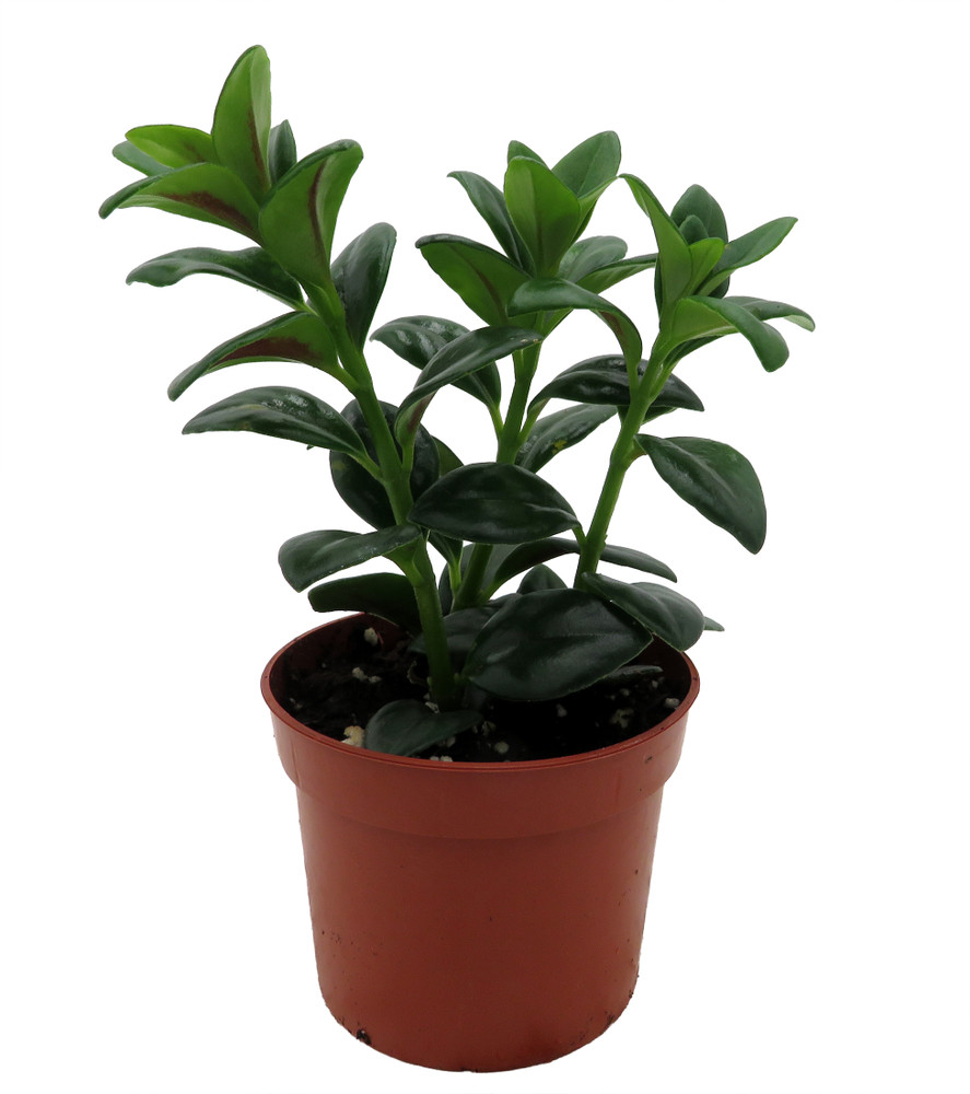 Goldfish Plant - Nematanthus gregarius - 2.5" Pot - Blooms Frequently!