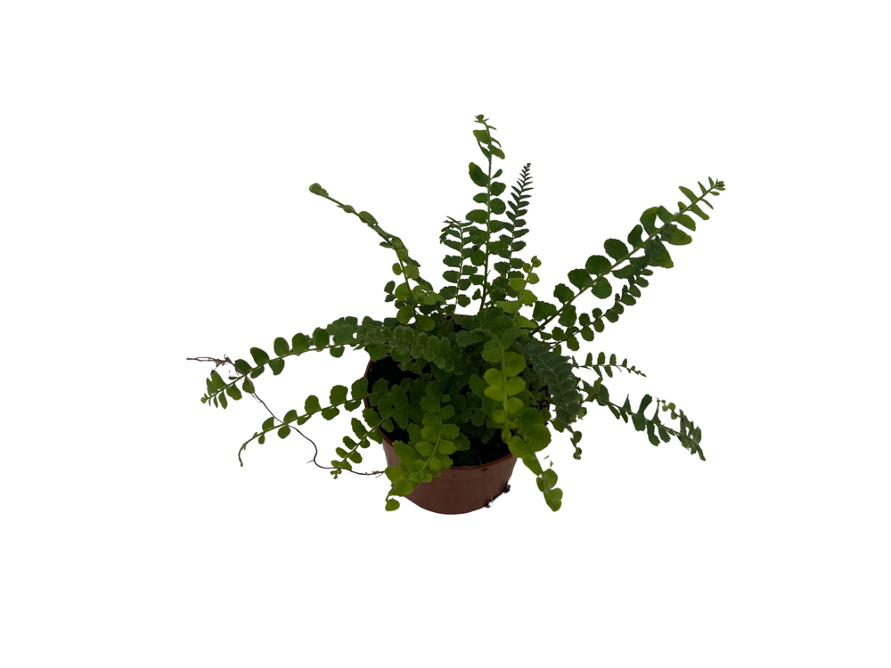 Lemon Button Fern - 2.5" Pot - Nephrolepis cordifolia Duffii