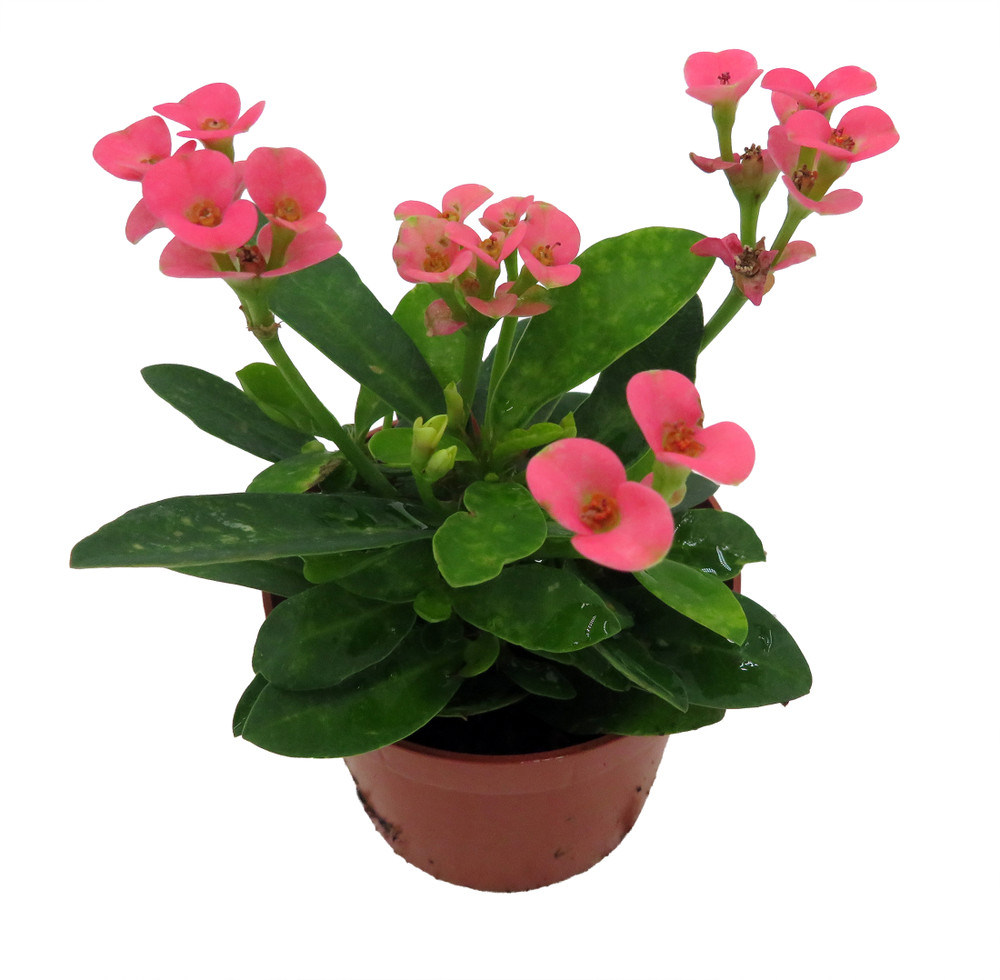 Rare Rhea Biblical Crown of Thorns Plant - Euphorbia - Pink - 2.5" Pot