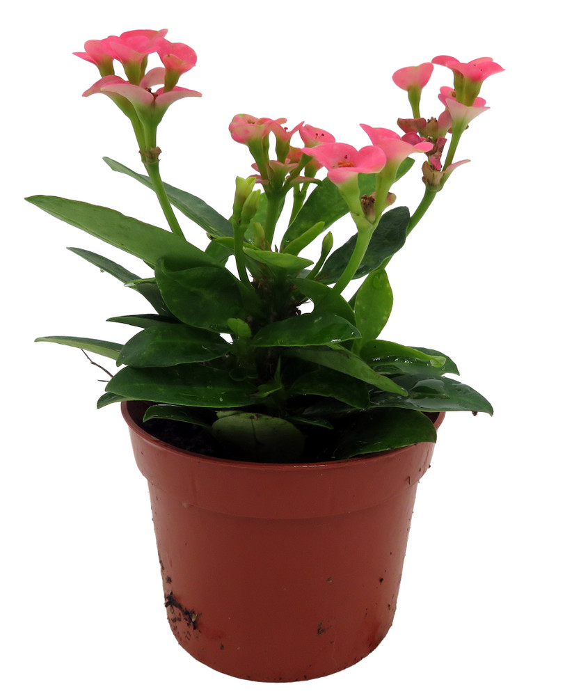 Rare Rhea Biblical Crown of Thorns Plant - Euphorbia - Pink - 2.5" Pot