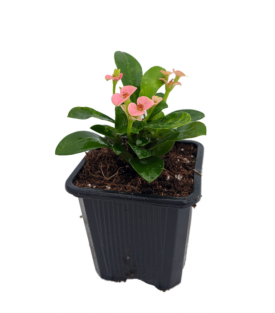 Rare Rhea Biblical Crown of Thorns Plant - Euphorbia - Pink - 2.5" Pot