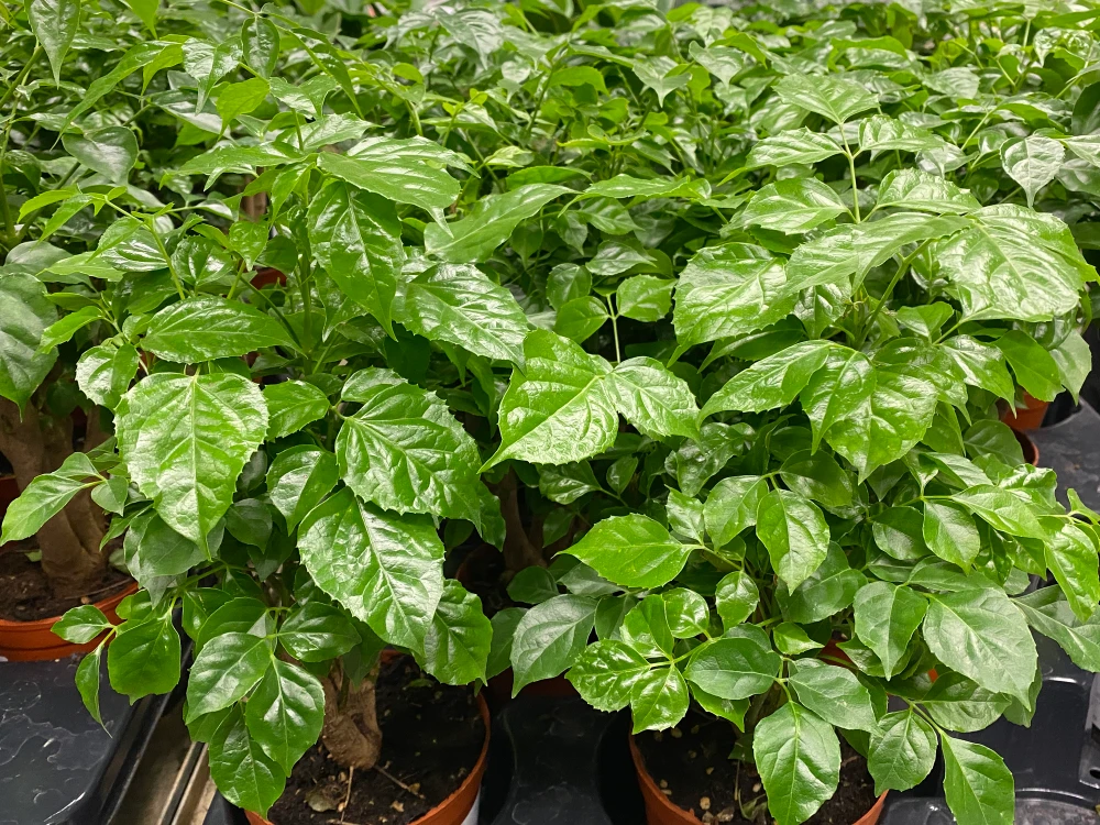 China Doll Plant - Radermachera sinica - Easy House Plant - 3.5" Pot