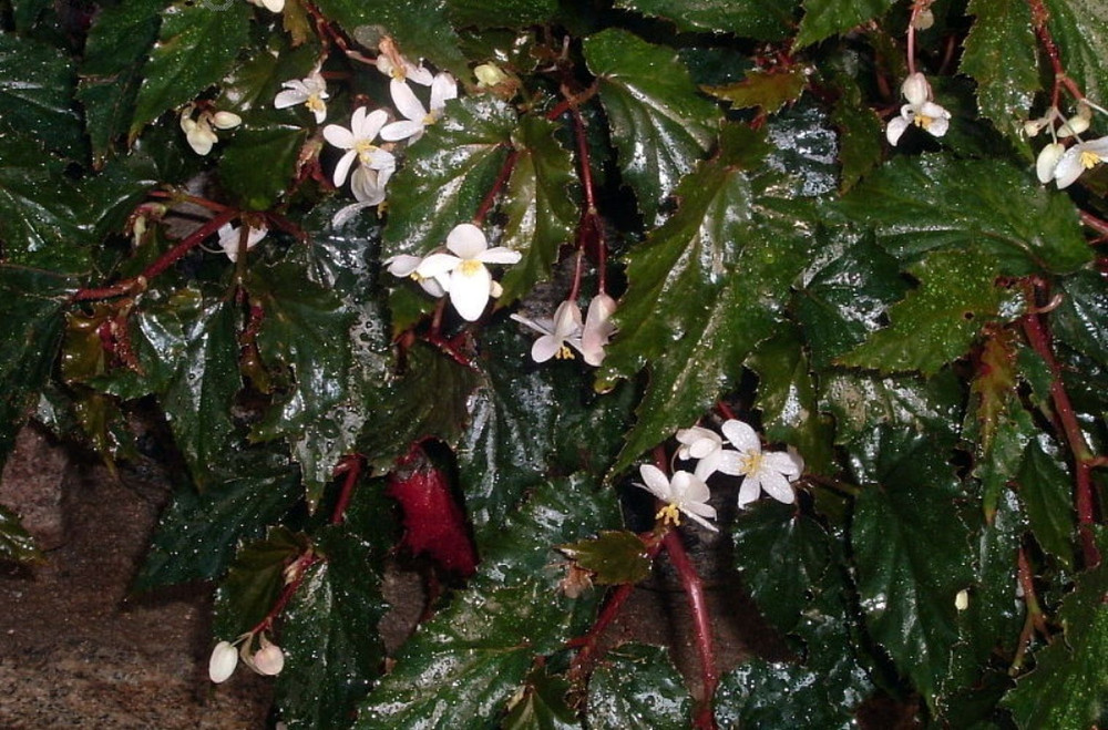 Concord Black Begonia Plant - 2.5" Pot - Terrarium/Fairy Garden/House Plant