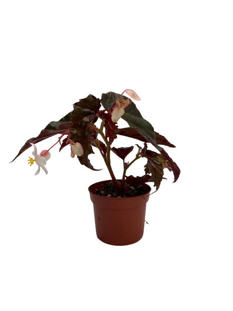 Concord Black Begonia Plant - 2.5" Pot - Terrarium/Fairy Garden/House Plant