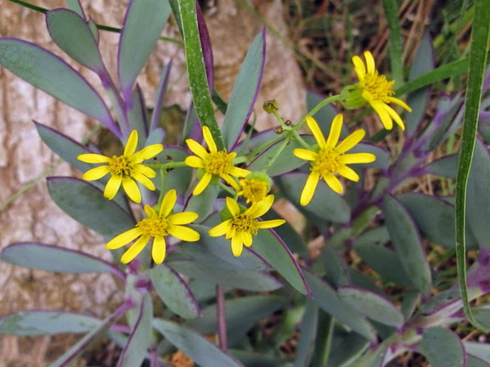 Vertical Leaf Succulent Plant - Senecio crassissimus -Easy House Plant- 2.5" Pot