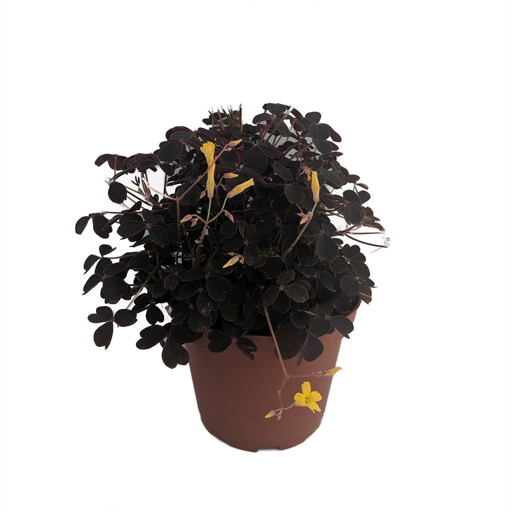 Burgundy Gold Lucky Shamrock- Oxalis - 3.7" Pot - Fairy Garden Plant/House Plant