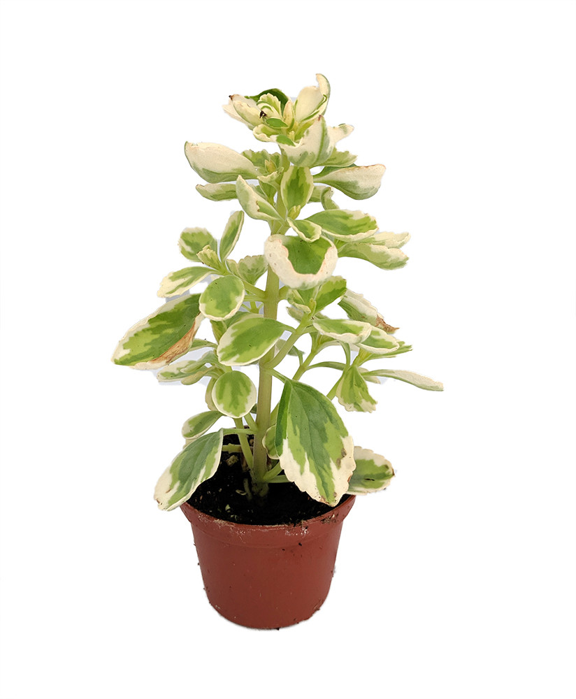 Variegated Vicks Swedish Ivy Plant - Plectranthus neochilus variegated -2.5" Pot