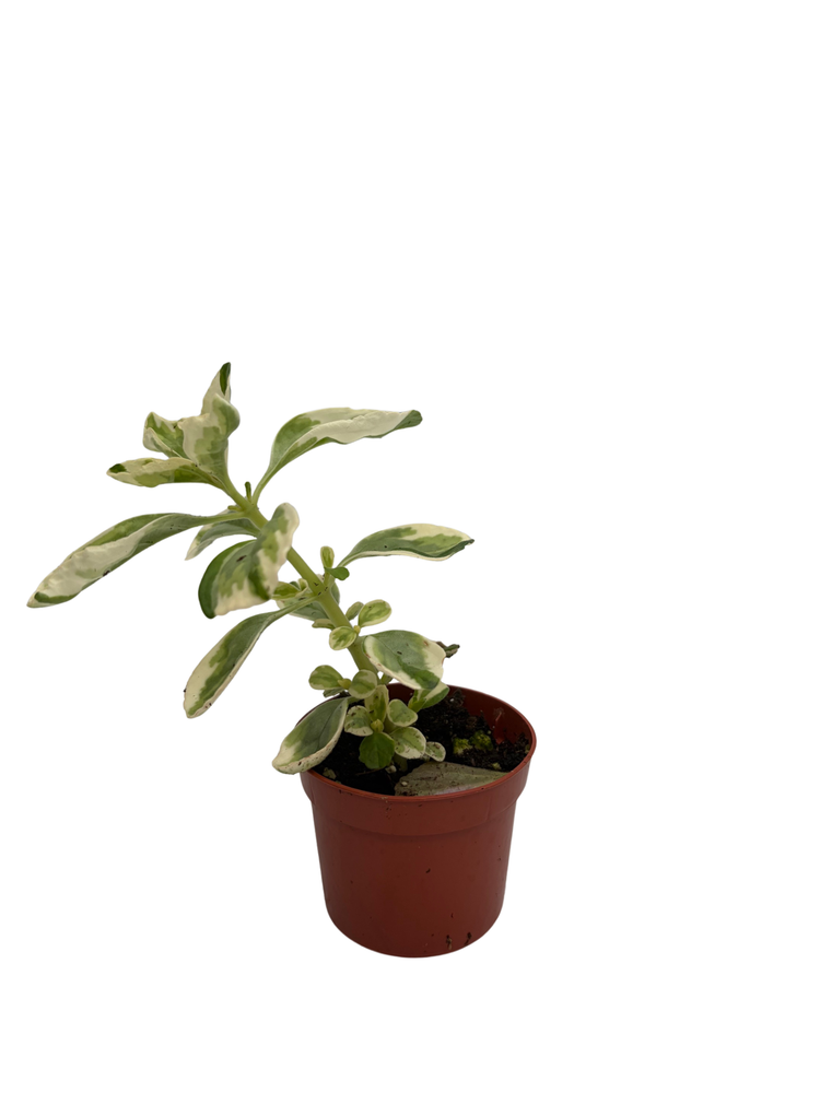 Variegated Vicks Swedish Ivy Plant - Plectranthus neochilus variegated -2.5" Pot