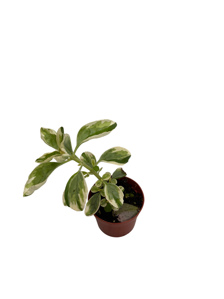 Variegated Vicks Swedish Ivy Plant - Plectranthus neochilus variegated -2.5" Pot