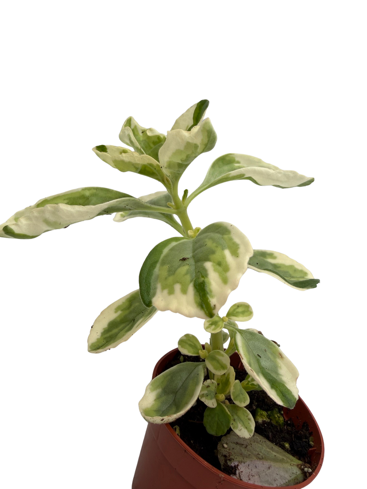 Variegated Vicks Swedish Ivy Plant - Plectranthus neochilus variegated -2.5" Pot