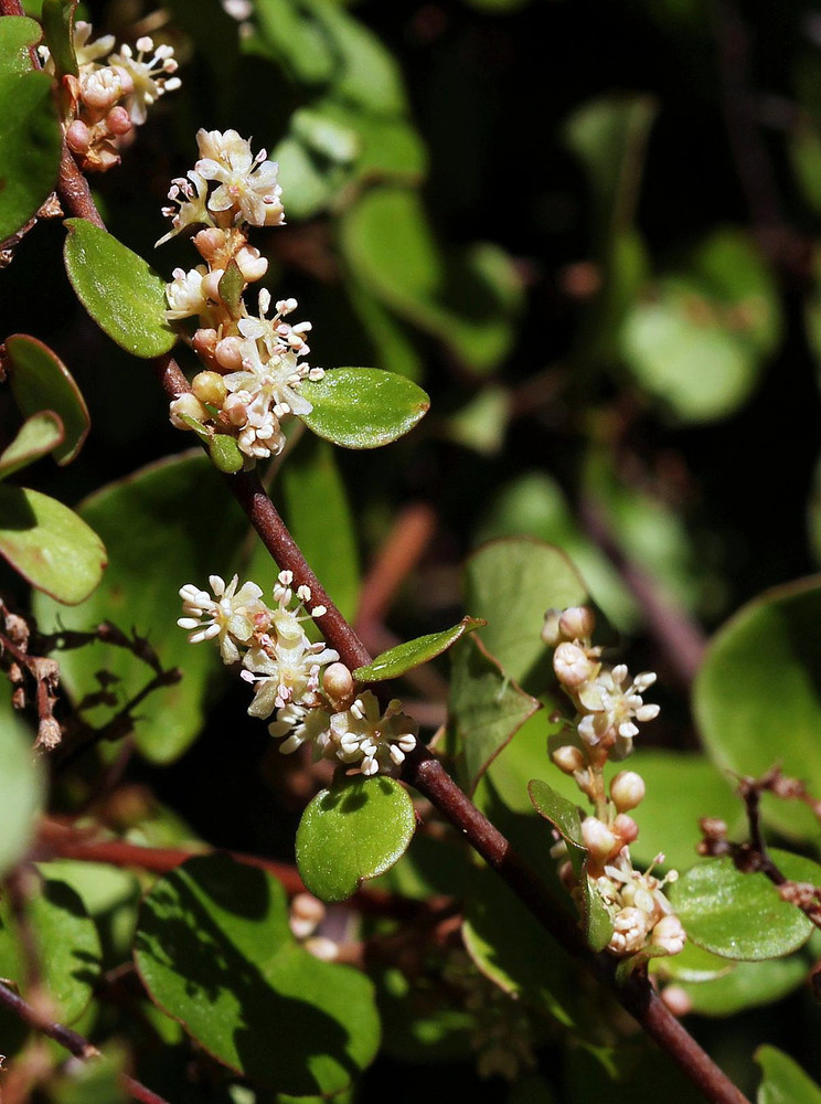 Biblical Angel Vine - Muehlenbeckia -6" Hanging Basket