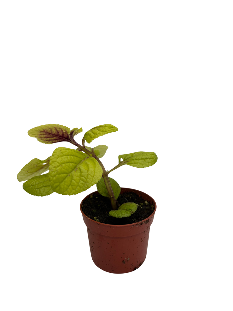 Golden Lemon Swedish Ivy Plant - Plectranthus - 2.5" Pot