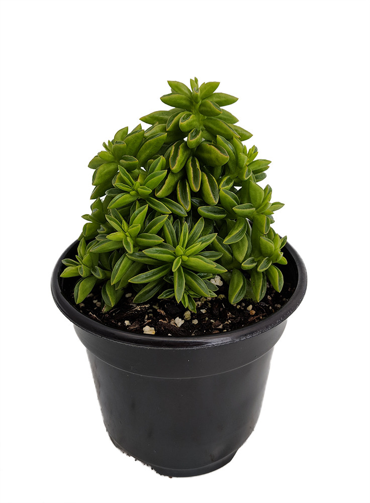 Taco Leaf Peperomia - Peperomia axilaris - Easy Succulent Houseplant - 2.5" Pot