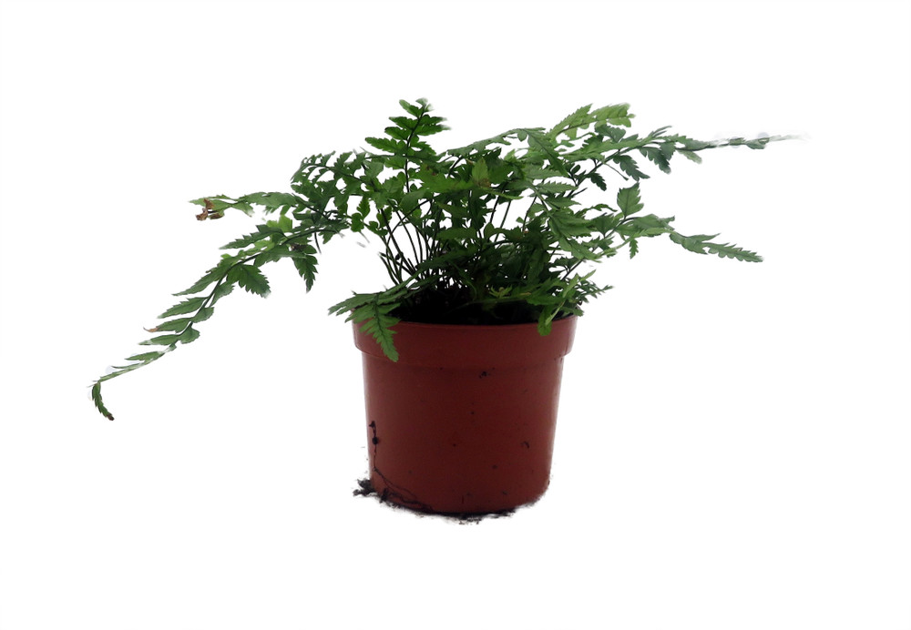 Rare Korean Rock Fern - Polystichum tsussimense - Indoors or Out - 2.5" Pot