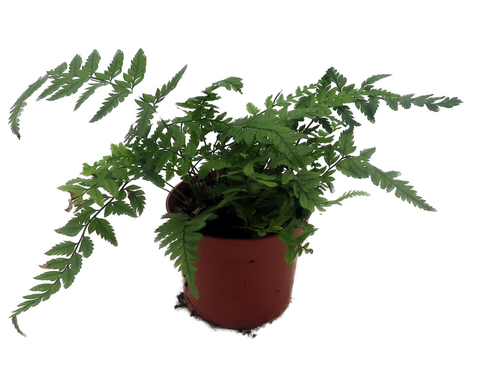 Rare Korean Rock Fern - Polystichum tsussimense - Indoors or Out - 2.5" Pot
