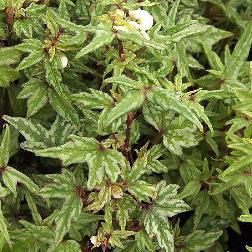 Tweedle Dee Begonia Plant - 2.5" Pot - Terrarium/Fairy Garden/Houseplant/Bonsai