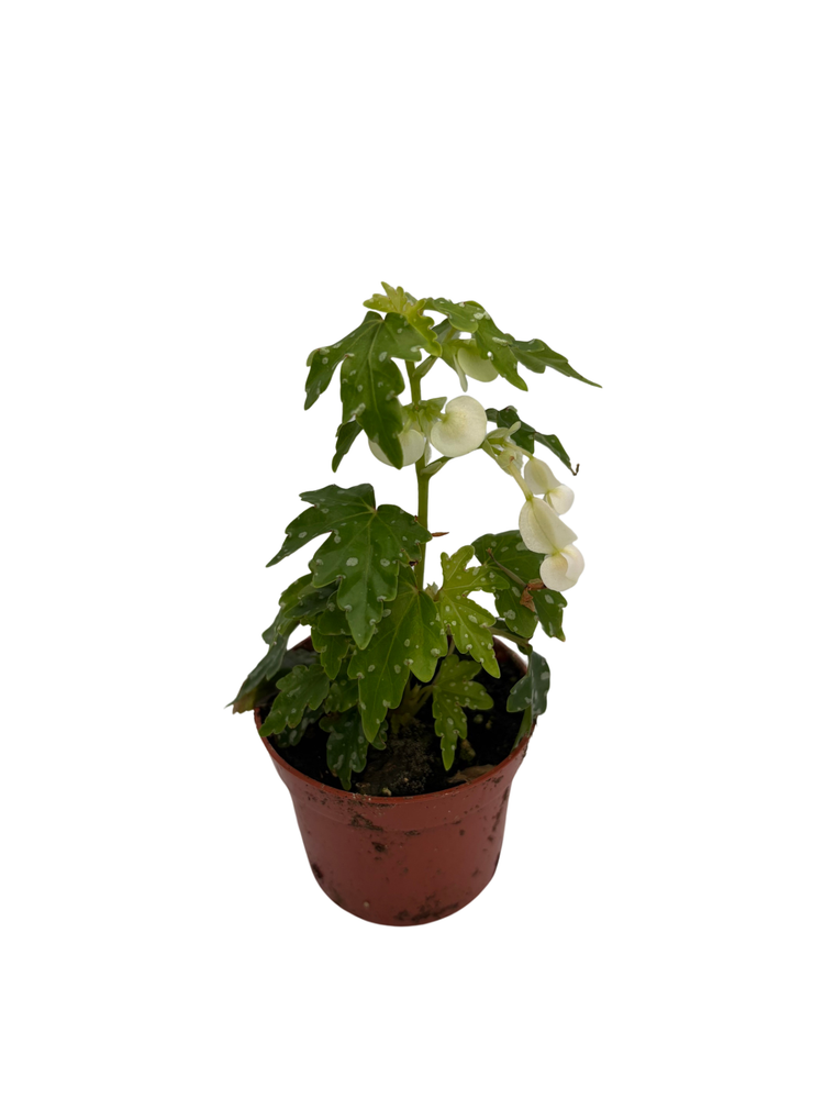 Tweedle Dee Begonia Plant - 2.5" Pot - Terrarium/Fairy Garden/Houseplant/Bonsai