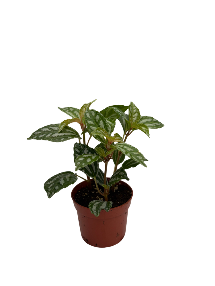 Hirt's Aluminum Plant - Pilea cadierei - Showy House Plant - 2.5" Pot